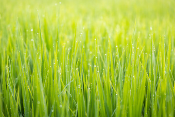 Fototapeta na wymiar rice plant in field with morning dew