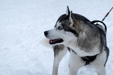 Beautiful dog of breed of the husky on winter walk. A walking harness is worn on the dog's chest. Copy space.