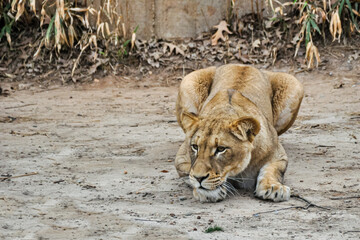 Naklejka premium Lioness stalking prey
