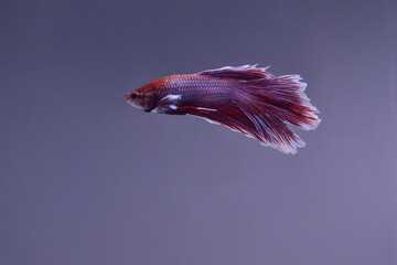 Half moon Betta fish isolated on black background. White body and red mix white tail