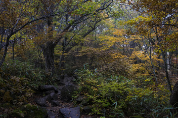 아름다운 가을 숲속