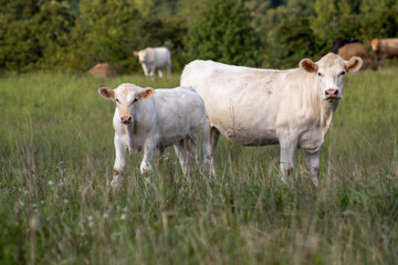 Fototapeta premium cows in a meadow