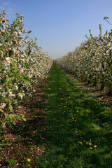 Fototapeta na wymiar Bluetezeit in den Apfelplantagen im Alten Land bei Jork. Niedersachsen, Deutschland, Europa 