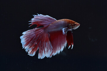 Half moon Betta fish isolated on black background. White body and red mix white tail