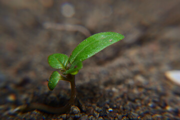 Nature background, a small plant in soil 