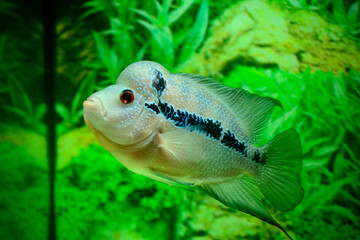 Flowerhorn is one of the most well-known ornamental fish kept in aquariums because of the vivid...