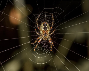 Spider in a web in the forest close up in the natural environment
