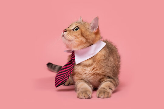 British cat wearing a tie sitting and looking aside