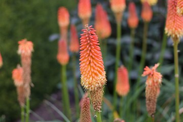 Beautiful flower bed of red hot pokers or kniphofia in vivid colours