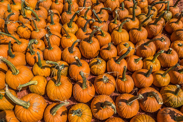 Pumpkins of various sizes and shapes closeup