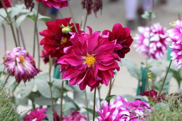 Obraz premium Dahlia flower - pink flowers in the garden