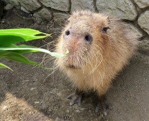 ほのぼの　カピバラさん