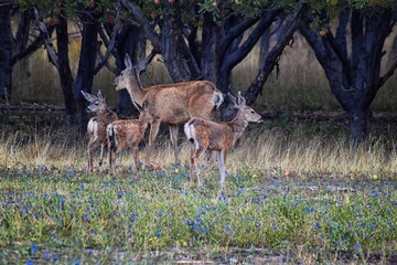 Mule Deer, Odocoileus hemionus, Doe and spotted baby fawn grazing in the morning around an apple tree orchard in Provo Utah County along the Wasatch Front Rocky Mountains. USA. 