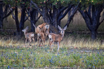 Mule Deer, Odocoileus hemionus, Doe and spotted baby fawn grazing in the morning around an apple tree orchard in Provo Utah County along the Wasatch Front Rocky Mountains. USA. 