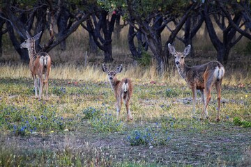 Mule Deer, Odocoileus hemionus, Doe and spotted baby fawn grazing in the morning around an apple tree orchard in Provo Utah County along the Wasatch Front Rocky Mountains. USA. 