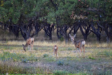 Mule Deer, Odocoileus hemionus, Doe and spotted baby fawn grazing in the morning around an apple tree orchard in Provo Utah County along the Wasatch Front Rocky Mountains. USA. 