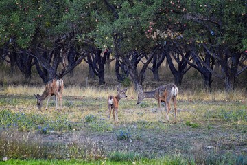 Mule Deer, Odocoileus hemionus, Doe and spotted baby fawn grazing in the morning around an apple tree orchard in Provo Utah County along the Wasatch Front Rocky Mountains. USA. 