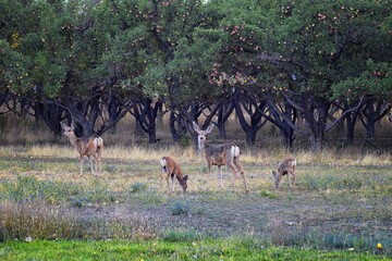 Mule Deer, Odocoileus hemionus, Doe and spotted baby fawn grazing in the morning around an apple tree orchard in Provo Utah County along the Wasatch Front Rocky Mountains. USA. 