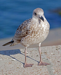 Obraz premium White and grey seagull