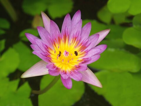 Pink water lily with laves in the pond. The process of pollination of a flower by insects. Two insects inside a lotus flower. Close-up, macro, isolated view of waterlily. Flowering plant of Thailand