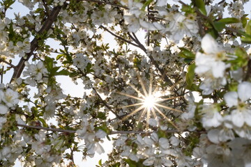 Beams of the sun break through leaves