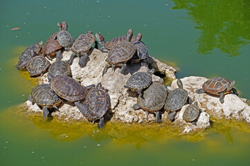 Fototapeta na wymiar turtles basking and swimming in the sun