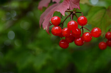 Red viburnum berries on a branch with red leaves on a background of greenery
