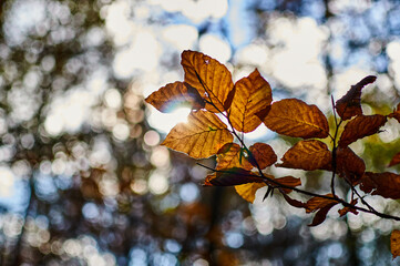 El sol atraviesa las hojas en el bosque en  otoño