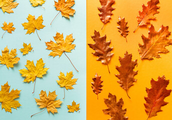 Fototapeta na wymiar Autumn bright background pattern with yellow-red autumn oak and maple leaves on a blue and yellow background, top view
