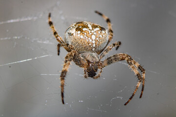 spider in web waits victim