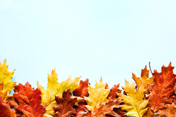 Autumn bright background with yellow autumn oak leaves on a blue background, top view, copy space for text