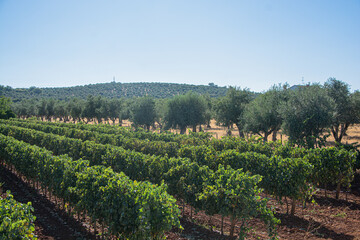 Fototapeta na wymiar Vineyards and olive trees, grapes and olives.