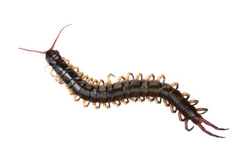 one dead centipede isolated on white