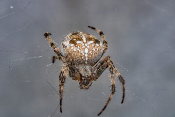 spider in web waits victim