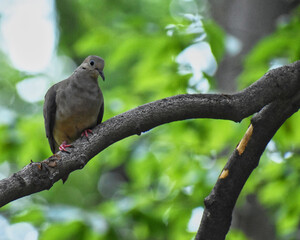Curious mourning dove looking down from a Beech tree branch