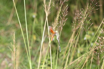 red and green grasshopper