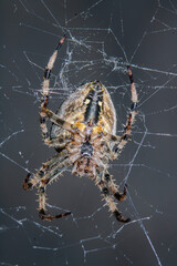 spider in web waits victim