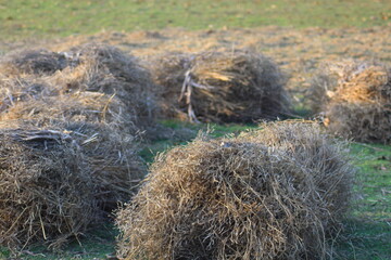 hay bale in the field