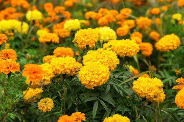Tagetes marigold flowers. Yellow orange autumn flowers in garden. Fall floral background