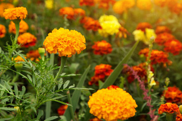 Tagetes marigold flowers. Orange red autumn flowers in garden. Fall floral background