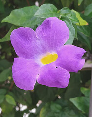 pink and purple flower on summer garden