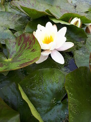 white water lily