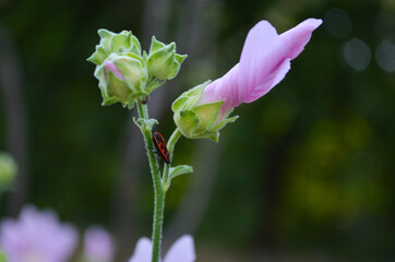 Firebug sitting on wild malva