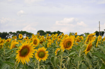 Obraz premium field of sunflowers