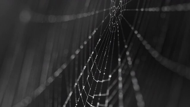 Beads of moisture on threads of spider's web
