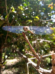 An amazing dragonfly standing on a dry twig of a plant  showing its multifaceted eyes and wings pierced by rays of morning sunlight 