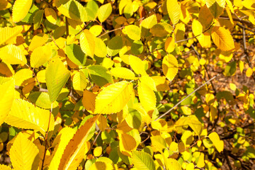 Autumn yellow leaves in the park background. Golden autumn