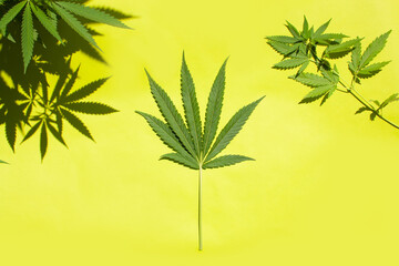 Fototapeta na wymiar Cannabis leaves on a green background. Flat lay style. Legalization