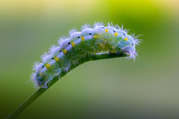 Caterpillar of butterfly zygaena viciae emerald color