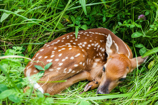 White tail deer fawn in spring grass